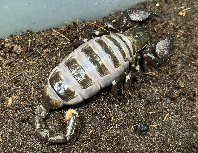 やっちまった速報(画像17010433397082_5)