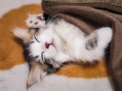 やっちまった速報(最新記事1)