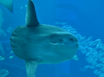 コリアC連覇クラウンプライド引退、韓国で種牡馬入りへ(無償で譲渡)
 | やっちまった速報(ピックアップ1)