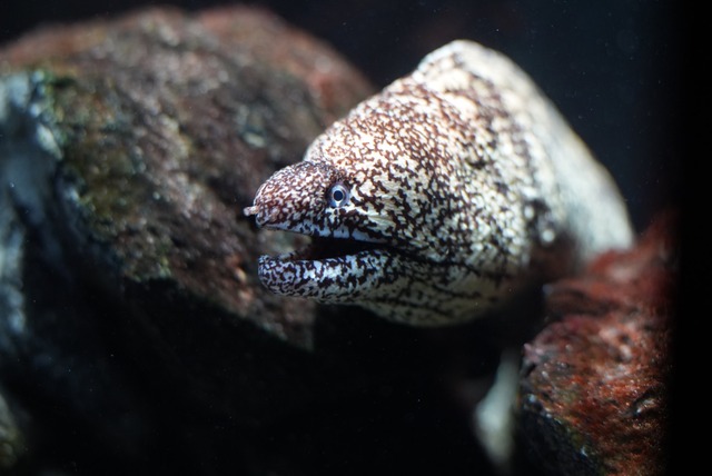 【画像】マンボウさん、いらなさ過ぎて９８円で売られてしまうｗｗｗ | 【画像】マンボウさん、いらなさ過ぎて９８円で売られてしまうｗｗｗ | 【画像】マンボウさん、いらなさ過ぎて９８円で売られてしまうｗｗｗ | 【画像】マンボウさん、いらなさ過ぎて９８円で売られてしまうｗｗｗ | 【画像】マンボウさん、いらなさ過ぎて９８円で売られてしまうｗｗｗ | やっちまった速報(画像11194848804650_5)