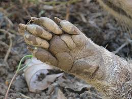 【動画】タヌキ、ついに友達にハグをするｗｗｗｗｗｗｗｗ | 【動画】タヌキ、ついに友達にハグをするｗｗｗｗｗｗｗｗ | 【動画】タヌキ、ついに友達にハグをするｗｗｗｗｗｗｗｗ | 【動画】タヌキ、ついに友達にハグをするｗｗｗｗｗｗｗｗ | 【動画】タヌキ、ついに友達にハグをするｗｗｗｗｗｗｗｗ | やっちまった速報(画像13063831138213_5)