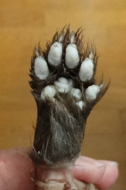 【動画】タヌキ、ついに友達にハグをするｗｗｗｗｗｗｗｗ | 【動画】タヌキ、ついに友達にハグをするｗｗｗｗｗｗｗｗ | 【動画】タヌキ、ついに友達にハグをするｗｗｗｗｗｗｗｗ | 【動画】タヌキ、ついに友達にハグをするｗｗｗｗｗｗｗｗ | 【動画】タヌキ、ついに友達にハグをするｗｗｗｗｗｗｗｗ | 【動画】タヌキ、ついに友達にハグをするｗｗｗｗｗｗｗｗ | やっちまった速報(画像13063831592625_6)