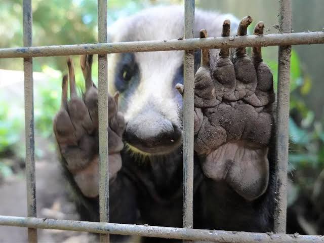 【動画】タヌキ、ついに友達にハグをするｗｗｗｗｗｗｗｗ | 【動画】タヌキ、ついに友達にハグをするｗｗｗｗｗｗｗｗ | 【動画】タヌキ、ついに友達にハグをするｗｗｗｗｗｗｗｗ | 【動画】タヌキ、ついに友達にハグをするｗｗｗｗｗｗｗｗ | 【動画】タヌキ、ついに友達にハグをするｗｗｗｗｗｗｗｗ | 【動画】タヌキ、ついに友達にハグをするｗｗｗｗｗｗｗｗ | 【動画】タヌキ、ついに友達にハグをするｗｗｗｗｗｗｗｗ | やっちまった速報(画像13063832080866_7)