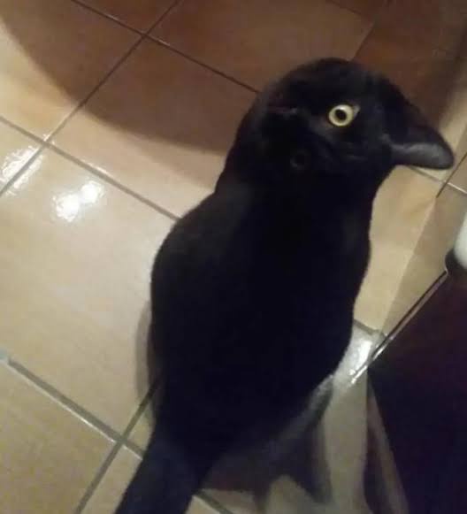 【画像】X民「広告にマジで黒崎一護いるって...」 | 【画像】X民「広告にマジで黒崎一護いるって...」 | 【画像】X民「広告にマジで黒崎一護いるって...」 | 【画像】X民「広告にマジで黒崎一護いるって...」 | 【画像】X民「広告にマジで黒崎一護いるって...」 | 【画像】X民「広告にマジで黒崎一護いるって...」 | 【画像】X民「広告にマジで黒崎一護いるって...」 | 【画像】X民「広告にマジで黒崎一護いるって...」 | 【画像】X民「広告にマジで黒崎一護いるって...」 | 【画像】X民「広告にマジで黒崎一護いるって...」 | やっちまった速報(画像19103842837885_10)