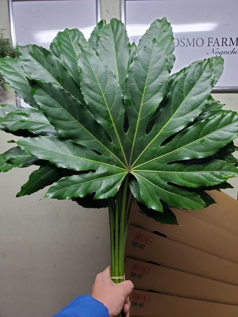 【画像】有識者「日本の天狗とユダヤ人が酷似してる…」6万イイね！ガチでヤバいｗｗｗｗ | 【画像】有識者「日本の天狗とユダヤ人が酷似してる…」6万イイね！ガチでヤバいｗｗｗｗ | 【画像】有識者「日本の天狗とユダヤ人が酷似してる…」6万イイね！ガチでヤバいｗｗｗｗ | 【画像】有識者「日本の天狗とユダヤ人が酷似してる…」6万イイね！ガチでヤバいｗｗｗｗ | 【画像】有識者「日本の天狗とユダヤ人が酷似してる…」6万イイね！ガチでヤバいｗｗｗｗ | 【画像】有識者「日本の天狗とユダヤ人が酷似してる…」6万イイね！ガチでヤバいｗｗｗｗ | やっちまった速報(画像23231518594652_6)