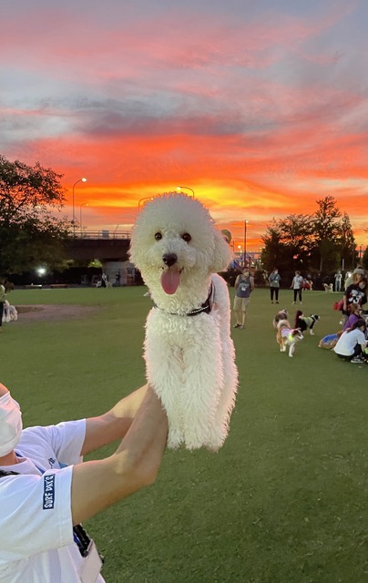 【朗報】明らかに合成の犬、発見されるｗｗｗ | 【朗報】明らかに合成の犬、発見されるｗｗｗ | 【朗報】明らかに合成の犬、発見されるｗｗｗ | 【朗報】明らかに合成の犬、発見されるｗｗｗ | 【朗報】明らかに合成の犬、発見されるｗｗｗ | 【朗報】明らかに合成の犬、発見されるｗｗｗ | 【朗報】明らかに合成の犬、発見されるｗｗｗ | 【朗報】明らかに合成の犬、発見されるｗｗｗ | 【朗報】明らかに合成の犬、発見されるｗｗｗ | 【朗報】明らかに合成の犬、発見されるｗｗｗ | 【朗報】明らかに合成の犬、発見されるｗｗｗ | やっちまった速報(画像03065301222843_11)