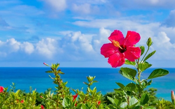 豊丸「遊moreLT」ティザー動画を公開！超甘LTを継承しその先を切り拓く！
 | やっちまった速報(最新記事2)