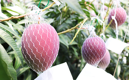 X「弥生賞ディープ記念。お願いですから元に戻してください」
 | やっちまった速報(最新記事3)