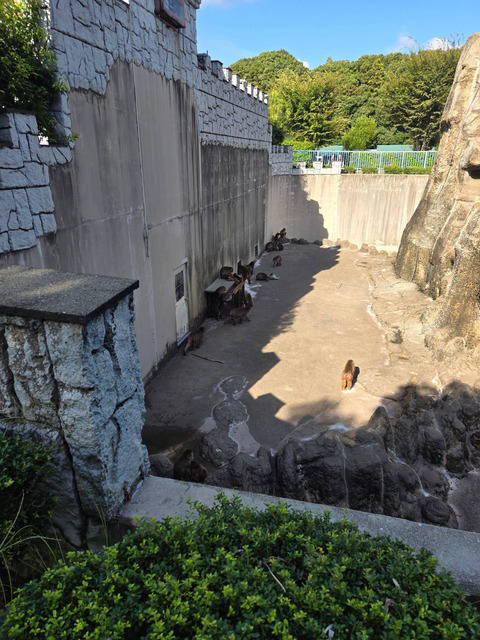 【動画】イジめられてる猿のガキ、未だにブームが収まらない模様ｗｗｗｗｗｗｗ | 【動画】イジめられてる猿のガキ、未だにブームが収まらない模様ｗｗｗｗｗｗｗ | 【動画】イジめられてる猿のガキ、未だにブームが収まらない模様ｗｗｗｗｗｗｗ | 【動画】イジめられてる猿のガキ、未だにブームが収まらない模様ｗｗｗｗｗｗｗ | 【動画】イジめられてる猿のガキ、未だにブームが収まらない模様ｗｗｗｗｗｗｗ | やっちまった速報(画像08171548487523_5)