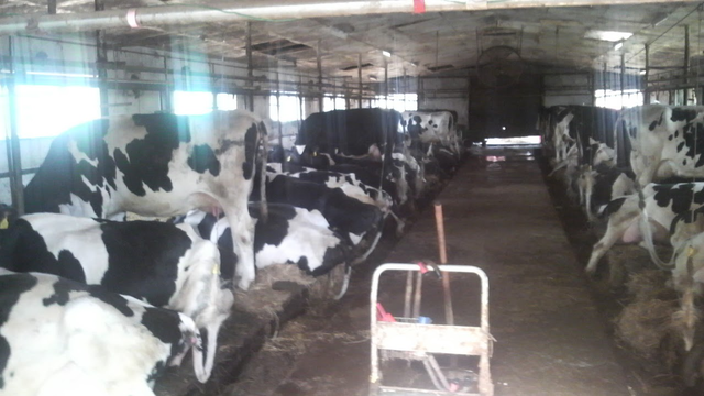 【悲報】職場の牛、臭すぎる　マジで臭い | 【悲報】職場の牛、臭すぎる　マジで臭い | 【悲報】職場の牛、臭すぎる　マジで臭い | 【悲報】職場の牛、臭すぎる　マジで臭い | やっちまった速報(画像10010546683677_4)