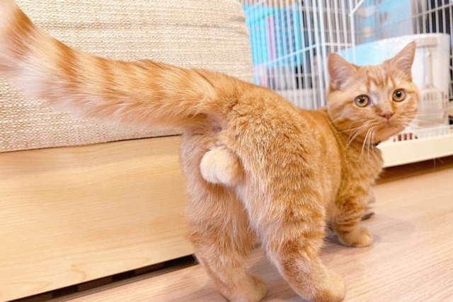 【悲報】ベトナム人、マジでネコを食べてる模様・・・・・ | 【悲報】ベトナム人、マジでネコを食べてる模様・・・・・ | 【悲報】ベトナム人、マジでネコを食べてる模様・・・・・ | やっちまった速報(画像19032914596265_3)