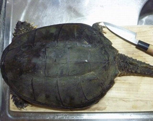 【悲報】ベトナム人、マジでネコを食べてる模様・・・・・ | 【悲報】ベトナム人、マジでネコを食べてる模様・・・・・ | 【悲報】ベトナム人、マジでネコを食べてる模様・・・・・ | 【悲報】ベトナム人、マジでネコを食べてる模様・・・・・ | やっちまった速報(画像19032915110388_4)