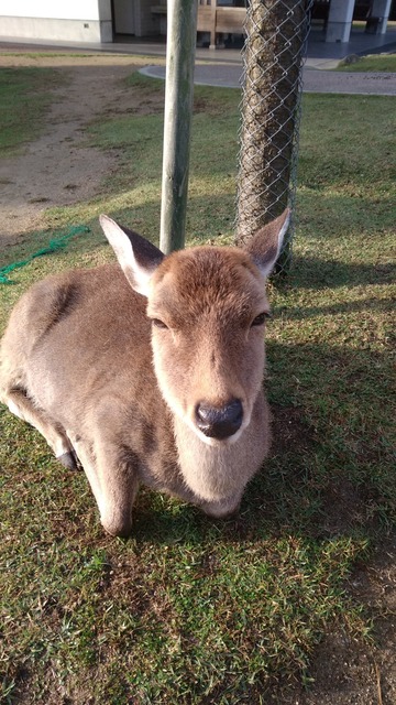 【悲報】鹿くん、うっかり奈良を出てしまったが為に「天然記念物」の資格を失ってしまう・・・ | 【悲報】鹿くん、うっかり奈良を出てしまったが為に「天然記念物」の資格を失ってしまう・・・ | 【悲報】鹿くん、うっかり奈良を出てしまったが為に「天然記念物」の資格を失ってしまう・・・ | やっちまった速報(画像26020519831387_3)