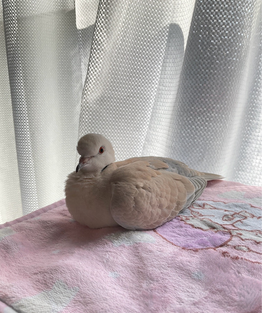 【画像】ワイ「たまには鳥さんの話しようや、ネット民の一番好きな鳥は？」 | 【画像】ワイ「たまには鳥さんの話しようや、ネット民の一番好きな鳥は？」 | 【画像】ワイ「たまには鳥さんの話しようや、ネット民の一番好きな鳥は？」 | 【画像】ワイ「たまには鳥さんの話しようや、ネット民の一番好きな鳥は？」 | 【画像】ワイ「たまには鳥さんの話しようや、ネット民の一番好きな鳥は？」 | 【画像】ワイ「たまには鳥さんの話しようや、ネット民の一番好きな鳥は？」 | 【画像】ワイ「たまには鳥さんの話しようや、ネット民の一番好きな鳥は？」 | 【画像】ワイ「たまには鳥さんの話しようや、ネット民の一番好きな鳥は？」 | 【画像】ワイ「たまには鳥さんの話しようや、ネット民の一番好きな鳥は？」 | 【画像】ワイ「たまには鳥さんの話しようや、ネット民の一番好きな鳥は？」 | 【画像】ワイ「たまには鳥さんの話しようや、ネット民の一番好きな鳥は？」 | 【画像】ワイ「たまには鳥さんの話しようや、ネット民の一番好きな鳥は？」 | やっちまった速報(画像27030611346877_12)