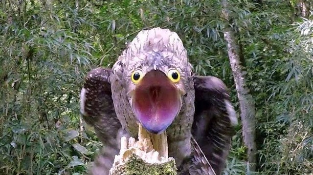 【画像】ワイ「たまには鳥さんの話しようや、ネット民の一番好きな鳥は？」 | 【画像】ワイ「たまには鳥さんの話しようや、ネット民の一番好きな鳥は？」 | 【画像】ワイ「たまには鳥さんの話しようや、ネット民の一番好きな鳥は？」 | 【画像】ワイ「たまには鳥さんの話しようや、ネット民の一番好きな鳥は？」 | 【画像】ワイ「たまには鳥さんの話しようや、ネット民の一番好きな鳥は？」 | 【画像】ワイ「たまには鳥さんの話しようや、ネット民の一番好きな鳥は？」 | 【画像】ワイ「たまには鳥さんの話しようや、ネット民の一番好きな鳥は？」 | 【画像】ワイ「たまには鳥さんの話しようや、ネット民の一番好きな鳥は？」 | 【画像】ワイ「たまには鳥さんの話しようや、ネット民の一番好きな鳥は？」 | 【画像】ワイ「たまには鳥さんの話しようや、ネット民の一番好きな鳥は？」 | 【画像】ワイ「たまには鳥さんの話しようや、ネット民の一番好きな鳥は？」 | 【画像】ワイ「たまには鳥さんの話しようや、ネット民の一番好きな鳥は？」 | 【画像】ワイ「たまには鳥さんの話しようや、ネット民の一番好きな鳥は？」 | 【画像】ワイ「たまには鳥さんの話しようや、ネット民の一番好きな鳥は？」 | 【画像】ワイ「たまには鳥さんの話しようや、ネット民の一番好きな鳥は？」 | 【画像】ワイ「たまには鳥さんの話しようや、ネット民の一番好きな鳥は？」 | 【画像】ワイ「たまには鳥さんの話しようや、ネット民の一番好きな鳥は？」 | やっちまった速報(画像27030614456878_17)