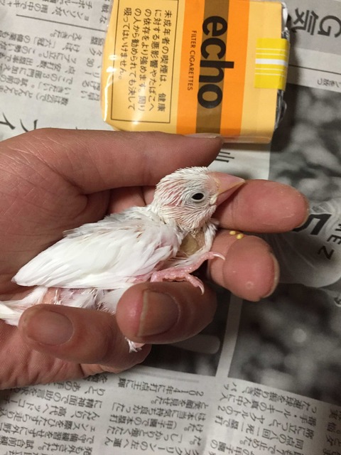 【画像】ワイ「たまには鳥さんの話しようや、ネット民の一番好きな鳥は？」 | 【画像】ワイ「たまには鳥さんの話しようや、ネット民の一番好きな鳥は？」 | 【画像】ワイ「たまには鳥さんの話しようや、ネット民の一番好きな鳥は？」 | 【画像】ワイ「たまには鳥さんの話しようや、ネット民の一番好きな鳥は？」 | 【画像】ワイ「たまには鳥さんの話しようや、ネット民の一番好きな鳥は？」 | 【画像】ワイ「たまには鳥さんの話しようや、ネット民の一番好きな鳥は？」 | 【画像】ワイ「たまには鳥さんの話しようや、ネット民の一番好きな鳥は？」 | 【画像】ワイ「たまには鳥さんの話しようや、ネット民の一番好きな鳥は？」 | 【画像】ワイ「たまには鳥さんの話しようや、ネット民の一番好きな鳥は？」 | 【画像】ワイ「たまには鳥さんの話しようや、ネット民の一番好きな鳥は？」 | 【画像】ワイ「たまには鳥さんの話しようや、ネット民の一番好きな鳥は？」 | 【画像】ワイ「たまには鳥さんの話しようや、ネット民の一番好きな鳥は？」 | 【画像】ワイ「たまには鳥さんの話しようや、ネット民の一番好きな鳥は？」 | 【画像】ワイ「たまには鳥さんの話しようや、ネット民の一番好きな鳥は？」 | 【画像】ワイ「たまには鳥さんの話しようや、ネット民の一番好きな鳥は？」 | 【画像】ワイ「たまには鳥さんの話しようや、ネット民の一番好きな鳥は？」 | 【画像】ワイ「たまには鳥さんの話しようや、ネット民の一番好きな鳥は？」 | 【画像】ワイ「たまには鳥さんの話しようや、ネット民の一番好きな鳥は？」 | 【画像】ワイ「たまには鳥さんの話しようや、ネット民の一番好きな鳥は？」 | 【画像】ワイ「たまには鳥さんの話しようや、ネット民の一番好きな鳥は？」 | 【画像】ワイ「たまには鳥さんの話しようや、ネット民の一番好きな鳥は？」 | やっちまった速報(画像27030616985672_21)