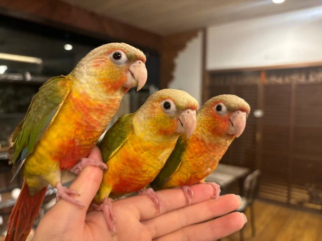 【画像】ワイ「たまには鳥さんの話しようや、ネット民の一番好きな鳥は？」 | 【画像】ワイ「たまには鳥さんの話しようや、ネット民の一番好きな鳥は？」 | 【画像】ワイ「たまには鳥さんの話しようや、ネット民の一番好きな鳥は？」 | 【画像】ワイ「たまには鳥さんの話しようや、ネット民の一番好きな鳥は？」 | 【画像】ワイ「たまには鳥さんの話しようや、ネット民の一番好きな鳥は？」 | 【画像】ワイ「たまには鳥さんの話しようや、ネット民の一番好きな鳥は？」 | 【画像】ワイ「たまには鳥さんの話しようや、ネット民の一番好きな鳥は？」 | 【画像】ワイ「たまには鳥さんの話しようや、ネット民の一番好きな鳥は？」 | 【画像】ワイ「たまには鳥さんの話しようや、ネット民の一番好きな鳥は？」 | 【画像】ワイ「たまには鳥さんの話しようや、ネット民の一番好きな鳥は？」 | 【画像】ワイ「たまには鳥さんの話しようや、ネット民の一番好きな鳥は？」 | 【画像】ワイ「たまには鳥さんの話しようや、ネット民の一番好きな鳥は？」 | 【画像】ワイ「たまには鳥さんの話しようや、ネット民の一番好きな鳥は？」 | 【画像】ワイ「たまには鳥さんの話しようや、ネット民の一番好きな鳥は？」 | 【画像】ワイ「たまには鳥さんの話しようや、ネット民の一番好きな鳥は？」 | 【画像】ワイ「たまには鳥さんの話しようや、ネット民の一番好きな鳥は？」 | 【画像】ワイ「たまには鳥さんの話しようや、ネット民の一番好きな鳥は？」 | 【画像】ワイ「たまには鳥さんの話しようや、ネット民の一番好きな鳥は？」 | 【画像】ワイ「たまには鳥さんの話しようや、ネット民の一番好きな鳥は？」 | 【画像】ワイ「たまには鳥さんの話しようや、ネット民の一番好きな鳥は？」 | 【画像】ワイ「たまには鳥さんの話しようや、ネット民の一番好きな鳥は？」 | 【画像】ワイ「たまには鳥さんの話しようや、ネット民の一番好きな鳥は？」 | 【画像】ワイ「たまには鳥さんの話しようや、ネット民の一番好きな鳥は？」 | やっちまった速報(画像27030617929552_23)