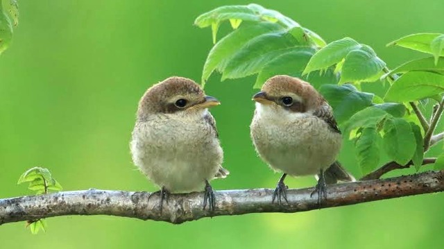 【画像】ワイ「たまには鳥さんの話しようや、ネット民の一番好きな鳥は？」 | 【画像】ワイ「たまには鳥さんの話しようや、ネット民の一番好きな鳥は？」 | 【画像】ワイ「たまには鳥さんの話しようや、ネット民の一番好きな鳥は？」 | 【画像】ワイ「たまには鳥さんの話しようや、ネット民の一番好きな鳥は？」 | 【画像】ワイ「たまには鳥さんの話しようや、ネット民の一番好きな鳥は？」 | 【画像】ワイ「たまには鳥さんの話しようや、ネット民の一番好きな鳥は？」 | 【画像】ワイ「たまには鳥さんの話しようや、ネット民の一番好きな鳥は？」 | 【画像】ワイ「たまには鳥さんの話しようや、ネット民の一番好きな鳥は？」 | 【画像】ワイ「たまには鳥さんの話しようや、ネット民の一番好きな鳥は？」 | 【画像】ワイ「たまには鳥さんの話しようや、ネット民の一番好きな鳥は？」 | 【画像】ワイ「たまには鳥さんの話しようや、ネット民の一番好きな鳥は？」 | 【画像】ワイ「たまには鳥さんの話しようや、ネット民の一番好きな鳥は？」 | 【画像】ワイ「たまには鳥さんの話しようや、ネット民の一番好きな鳥は？」 | 【画像】ワイ「たまには鳥さんの話しようや、ネット民の一番好きな鳥は？」 | 【画像】ワイ「たまには鳥さんの話しようや、ネット民の一番好きな鳥は？」 | 【画像】ワイ「たまには鳥さんの話しようや、ネット民の一番好きな鳥は？」 | 【画像】ワイ「たまには鳥さんの話しようや、ネット民の一番好きな鳥は？」 | 【画像】ワイ「たまには鳥さんの話しようや、ネット民の一番好きな鳥は？」 | 【画像】ワイ「たまには鳥さんの話しようや、ネット民の一番好きな鳥は？」 | 【画像】ワイ「たまには鳥さんの話しようや、ネット民の一番好きな鳥は？」 | 【画像】ワイ「たまには鳥さんの話しようや、ネット民の一番好きな鳥は？」 | 【画像】ワイ「たまには鳥さんの話しようや、ネット民の一番好きな鳥は？」 | 【画像】ワイ「たまには鳥さんの話しようや、ネット民の一番好きな鳥は？」 | 【画像】ワイ「たまには鳥さんの話しようや、ネット民の一番好きな鳥は？」 | 【画像】ワイ「たまには鳥さんの話しようや、ネット民の一番好きな鳥は？」 | 【画像】ワイ「たまには鳥さんの話しようや、ネット民の一番好きな鳥は？」 | 【画像】ワイ「たまには鳥さんの話しようや、ネット民の一番好きな鳥は？」 | 【画像】ワイ「たまには鳥さんの話しようや、ネット民の一番好きな鳥は？」 | やっちまった速報(画像27030620257506_28)