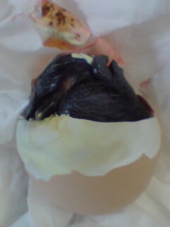 【画像】ワイ「たまには鳥さんの話しようや、ネット民の一番好きな鳥は？」 | 【画像】ワイ「たまには鳥さんの話しようや、ネット民の一番好きな鳥は？」 | 【画像】ワイ「たまには鳥さんの話しようや、ネット民の一番好きな鳥は？」 | 【画像】ワイ「たまには鳥さんの話しようや、ネット民の一番好きな鳥は？」 | 【画像】ワイ「たまには鳥さんの話しようや、ネット民の一番好きな鳥は？」 | 【画像】ワイ「たまには鳥さんの話しようや、ネット民の一番好きな鳥は？」 | 【画像】ワイ「たまには鳥さんの話しようや、ネット民の一番好きな鳥は？」 | 【画像】ワイ「たまには鳥さんの話しようや、ネット民の一番好きな鳥は？」 | 【画像】ワイ「たまには鳥さんの話しようや、ネット民の一番好きな鳥は？」 | 【画像】ワイ「たまには鳥さんの話しようや、ネット民の一番好きな鳥は？」 | 【画像】ワイ「たまには鳥さんの話しようや、ネット民の一番好きな鳥は？」 | 【画像】ワイ「たまには鳥さんの話しようや、ネット民の一番好きな鳥は？」 | 【画像】ワイ「たまには鳥さんの話しようや、ネット民の一番好きな鳥は？」 | 【画像】ワイ「たまには鳥さんの話しようや、ネット民の一番好きな鳥は？」 | 【画像】ワイ「たまには鳥さんの話しようや、ネット民の一番好きな鳥は？」 | 【画像】ワイ「たまには鳥さんの話しようや、ネット民の一番好きな鳥は？」 | 【画像】ワイ「たまには鳥さんの話しようや、ネット民の一番好きな鳥は？」 | 【画像】ワイ「たまには鳥さんの話しようや、ネット民の一番好きな鳥は？」 | 【画像】ワイ「たまには鳥さんの話しようや、ネット民の一番好きな鳥は？」 | 【画像】ワイ「たまには鳥さんの話しようや、ネット民の一番好きな鳥は？」 | 【画像】ワイ「たまには鳥さんの話しようや、ネット民の一番好きな鳥は？」 | 【画像】ワイ「たまには鳥さんの話しようや、ネット民の一番好きな鳥は？」 | 【画像】ワイ「たまには鳥さんの話しようや、ネット民の一番好きな鳥は？」 | 【画像】ワイ「たまには鳥さんの話しようや、ネット民の一番好きな鳥は？」 | 【画像】ワイ「たまには鳥さんの話しようや、ネット民の一番好きな鳥は？」 | 【画像】ワイ「たまには鳥さんの話しようや、ネット民の一番好きな鳥は？」 | 【画像】ワイ「たまには鳥さんの話しようや、ネット民の一番好きな鳥は？」 | 【画像】ワイ「たまには鳥さんの話しようや、ネット民の一番好きな鳥は？」 | 【画像】ワイ「たまには鳥さんの話しようや、ネット民の一番好きな鳥は？」 | 【画像】ワイ「たまには鳥さんの話しようや、ネット民の一番好きな鳥は？」 | 【画像】ワイ「たまには鳥さんの話しようや、ネット民の一番好きな鳥は？」 | やっちまった速報(画像27030621680769_31)