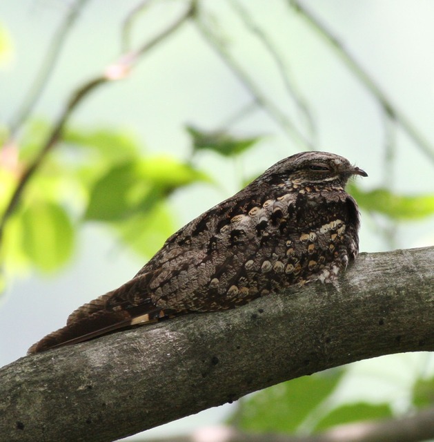 【画像】ワイ「たまには鳥さんの話しようや、ネット民の一番好きな鳥は？」 | 【画像】ワイ「たまには鳥さんの話しようや、ネット民の一番好きな鳥は？」 | 【画像】ワイ「たまには鳥さんの話しようや、ネット民の一番好きな鳥は？」 | 【画像】ワイ「たまには鳥さんの話しようや、ネット民の一番好きな鳥は？」 | 【画像】ワイ「たまには鳥さんの話しようや、ネット民の一番好きな鳥は？」 | 【画像】ワイ「たまには鳥さんの話しようや、ネット民の一番好きな鳥は？」 | 【画像】ワイ「たまには鳥さんの話しようや、ネット民の一番好きな鳥は？」 | 【画像】ワイ「たまには鳥さんの話しようや、ネット民の一番好きな鳥は？」 | 【画像】ワイ「たまには鳥さんの話しようや、ネット民の一番好きな鳥は？」 | 【画像】ワイ「たまには鳥さんの話しようや、ネット民の一番好きな鳥は？」 | 【画像】ワイ「たまには鳥さんの話しようや、ネット民の一番好きな鳥は？」 | 【画像】ワイ「たまには鳥さんの話しようや、ネット民の一番好きな鳥は？」 | 【画像】ワイ「たまには鳥さんの話しようや、ネット民の一番好きな鳥は？」 | 【画像】ワイ「たまには鳥さんの話しようや、ネット民の一番好きな鳥は？」 | 【画像】ワイ「たまには鳥さんの話しようや、ネット民の一番好きな鳥は？」 | 【画像】ワイ「たまには鳥さんの話しようや、ネット民の一番好きな鳥は？」 | 【画像】ワイ「たまには鳥さんの話しようや、ネット民の一番好きな鳥は？」 | 【画像】ワイ「たまには鳥さんの話しようや、ネット民の一番好きな鳥は？」 | 【画像】ワイ「たまには鳥さんの話しようや、ネット民の一番好きな鳥は？」 | 【画像】ワイ「たまには鳥さんの話しようや、ネット民の一番好きな鳥は？」 | 【画像】ワイ「たまには鳥さんの話しようや、ネット民の一番好きな鳥は？」 | 【画像】ワイ「たまには鳥さんの話しようや、ネット民の一番好きな鳥は？」 | 【画像】ワイ「たまには鳥さんの話しようや、ネット民の一番好きな鳥は？」 | 【画像】ワイ「たまには鳥さんの話しようや、ネット民の一番好きな鳥は？」 | 【画像】ワイ「たまには鳥さんの話しようや、ネット民の一番好きな鳥は？」 | 【画像】ワイ「たまには鳥さんの話しようや、ネット民の一番好きな鳥は？」 | 【画像】ワイ「たまには鳥さんの話しようや、ネット民の一番好きな鳥は？」 | 【画像】ワイ「たまには鳥さんの話しようや、ネット民の一番好きな鳥は？」 | 【画像】ワイ「たまには鳥さんの話しようや、ネット民の一番好きな鳥は？」 | 【画像】ワイ「たまには鳥さんの話しようや、ネット民の一番好きな鳥は？」 | 【画像】ワイ「たまには鳥さんの話しようや、ネット民の一番好きな鳥は？」 | 【画像】ワイ「たまには鳥さんの話しようや、ネット民の一番好きな鳥は？」 | 【画像】ワイ「たまには鳥さんの話しようや、ネット民の一番好きな鳥は？」 | 【画像】ワイ「たまには鳥さんの話しようや、ネット民の一番好きな鳥は？」 | 【画像】ワイ「たまには鳥さんの話しようや、ネット民の一番好きな鳥は？」 | やっちまった速報(画像27030623431745_35)
