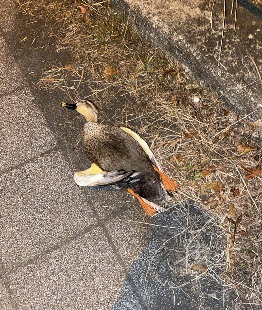 【画像】ワイ「たまには鳥さんの話しようや、ネット民の一番好きな鳥は？」 | 【画像】ワイ「たまには鳥さんの話しようや、ネット民の一番好きな鳥は？」 | 【画像】ワイ「たまには鳥さんの話しようや、ネット民の一番好きな鳥は？」 | 【画像】ワイ「たまには鳥さんの話しようや、ネット民の一番好きな鳥は？」 | 【画像】ワイ「たまには鳥さんの話しようや、ネット民の一番好きな鳥は？」 | 【画像】ワイ「たまには鳥さんの話しようや、ネット民の一番好きな鳥は？」 | 【画像】ワイ「たまには鳥さんの話しようや、ネット民の一番好きな鳥は？」 | 【画像】ワイ「たまには鳥さんの話しようや、ネット民の一番好きな鳥は？」 | 【画像】ワイ「たまには鳥さんの話しようや、ネット民の一番好きな鳥は？」 | 【画像】ワイ「たまには鳥さんの話しようや、ネット民の一番好きな鳥は？」 | 【画像】ワイ「たまには鳥さんの話しようや、ネット民の一番好きな鳥は？」 | 【画像】ワイ「たまには鳥さんの話しようや、ネット民の一番好きな鳥は？」 | 【画像】ワイ「たまには鳥さんの話しようや、ネット民の一番好きな鳥は？」 | 【画像】ワイ「たまには鳥さんの話しようや、ネット民の一番好きな鳥は？」 | 【画像】ワイ「たまには鳥さんの話しようや、ネット民の一番好きな鳥は？」 | 【画像】ワイ「たまには鳥さんの話しようや、ネット民の一番好きな鳥は？」 | 【画像】ワイ「たまには鳥さんの話しようや、ネット民の一番好きな鳥は？」 | 【画像】ワイ「たまには鳥さんの話しようや、ネット民の一番好きな鳥は？」 | 【画像】ワイ「たまには鳥さんの話しようや、ネット民の一番好きな鳥は？」 | 【画像】ワイ「たまには鳥さんの話しようや、ネット民の一番好きな鳥は？」 | 【画像】ワイ「たまには鳥さんの話しようや、ネット民の一番好きな鳥は？」 | 【画像】ワイ「たまには鳥さんの話しようや、ネット民の一番好きな鳥は？」 | 【画像】ワイ「たまには鳥さんの話しようや、ネット民の一番好きな鳥は？」 | 【画像】ワイ「たまには鳥さんの話しようや、ネット民の一番好きな鳥は？」 | 【画像】ワイ「たまには鳥さんの話しようや、ネット民の一番好きな鳥は？」 | 【画像】ワイ「たまには鳥さんの話しようや、ネット民の一番好きな鳥は？」 | 【画像】ワイ「たまには鳥さんの話しようや、ネット民の一番好きな鳥は？」 | 【画像】ワイ「たまには鳥さんの話しようや、ネット民の一番好きな鳥は？」 | 【画像】ワイ「たまには鳥さんの話しようや、ネット民の一番好きな鳥は？」 | 【画像】ワイ「たまには鳥さんの話しようや、ネット民の一番好きな鳥は？」 | 【画像】ワイ「たまには鳥さんの話しようや、ネット民の一番好きな鳥は？」 | 【画像】ワイ「たまには鳥さんの話しようや、ネット民の一番好きな鳥は？」 | 【画像】ワイ「たまには鳥さんの話しようや、ネット民の一番好きな鳥は？」 | 【画像】ワイ「たまには鳥さんの話しようや、ネット民の一番好きな鳥は？」 | 【画像】ワイ「たまには鳥さんの話しようや、ネット民の一番好きな鳥は？」 | 【画像】ワイ「たまには鳥さんの話しようや、ネット民の一番好きな鳥は？」 | 【画像】ワイ「たまには鳥さんの話しようや、ネット民の一番好きな鳥は？」 | 【画像】ワイ「たまには鳥さんの話しようや、ネット民の一番好きな鳥は？」 | 【画像】ワイ「たまには鳥さんの話しようや、ネット民の一番好きな鳥は？」 | やっちまった速報(画像27030625290961_39)