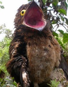 【画像】ワイ「たまには鳥さんの話しようや、ネット民の一番好きな鳥は？」 | 【画像】ワイ「たまには鳥さんの話しようや、ネット民の一番好きな鳥は？」 | 【画像】ワイ「たまには鳥さんの話しようや、ネット民の一番好きな鳥は？」 | 【画像】ワイ「たまには鳥さんの話しようや、ネット民の一番好きな鳥は？」 | やっちまった速報(画像27030607623615_4)