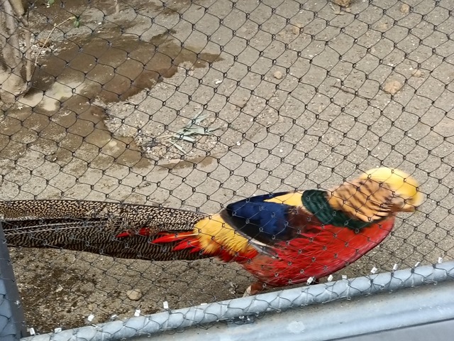 【画像】ワイ「たまには鳥さんの話しようや、ネット民の一番好きな鳥は？」 | 【画像】ワイ「たまには鳥さんの話しようや、ネット民の一番好きな鳥は？」 | 【画像】ワイ「たまには鳥さんの話しようや、ネット民の一番好きな鳥は？」 | 【画像】ワイ「たまには鳥さんの話しようや、ネット民の一番好きな鳥は？」 | 【画像】ワイ「たまには鳥さんの話しようや、ネット民の一番好きな鳥は？」 | 【画像】ワイ「たまには鳥さんの話しようや、ネット民の一番好きな鳥は？」 | 【画像】ワイ「たまには鳥さんの話しようや、ネット民の一番好きな鳥は？」 | 【画像】ワイ「たまには鳥さんの話しようや、ネット民の一番好きな鳥は？」 | 【画像】ワイ「たまには鳥さんの話しようや、ネット民の一番好きな鳥は？」 | 【画像】ワイ「たまには鳥さんの話しようや、ネット民の一番好きな鳥は？」 | 【画像】ワイ「たまには鳥さんの話しようや、ネット民の一番好きな鳥は？」 | 【画像】ワイ「たまには鳥さんの話しようや、ネット民の一番好きな鳥は？」 | 【画像】ワイ「たまには鳥さんの話しようや、ネット民の一番好きな鳥は？」 | 【画像】ワイ「たまには鳥さんの話しようや、ネット民の一番好きな鳥は？」 | 【画像】ワイ「たまには鳥さんの話しようや、ネット民の一番好きな鳥は？」 | 【画像】ワイ「たまには鳥さんの話しようや、ネット民の一番好きな鳥は？」 | 【画像】ワイ「たまには鳥さんの話しようや、ネット民の一番好きな鳥は？」 | 【画像】ワイ「たまには鳥さんの話しようや、ネット民の一番好きな鳥は？」 | 【画像】ワイ「たまには鳥さんの話しようや、ネット民の一番好きな鳥は？」 | 【画像】ワイ「たまには鳥さんの話しようや、ネット民の一番好きな鳥は？」 | 【画像】ワイ「たまには鳥さんの話しようや、ネット民の一番好きな鳥は？」 | 【画像】ワイ「たまには鳥さんの話しようや、ネット民の一番好きな鳥は？」 | 【画像】ワイ「たまには鳥さんの話しようや、ネット民の一番好きな鳥は？」 | 【画像】ワイ「たまには鳥さんの話しようや、ネット民の一番好きな鳥は？」 | 【画像】ワイ「たまには鳥さんの話しようや、ネット民の一番好きな鳥は？」 | 【画像】ワイ「たまには鳥さんの話しようや、ネット民の一番好きな鳥は？」 | 【画像】ワイ「たまには鳥さんの話しようや、ネット民の一番好きな鳥は？」 | 【画像】ワイ「たまには鳥さんの話しようや、ネット民の一番好きな鳥は？」 | 【画像】ワイ「たまには鳥さんの話しようや、ネット民の一番好きな鳥は？」 | 【画像】ワイ「たまには鳥さんの話しようや、ネット民の一番好きな鳥は？」 | 【画像】ワイ「たまには鳥さんの話しようや、ネット民の一番好きな鳥は？」 | 【画像】ワイ「たまには鳥さんの話しようや、ネット民の一番好きな鳥は？」 | 【画像】ワイ「たまには鳥さんの話しようや、ネット民の一番好きな鳥は？」 | 【画像】ワイ「たまには鳥さんの話しようや、ネット民の一番好きな鳥は？」 | 【画像】ワイ「たまには鳥さんの話しようや、ネット民の一番好きな鳥は？」 | 【画像】ワイ「たまには鳥さんの話しようや、ネット民の一番好きな鳥は？」 | 【画像】ワイ「たまには鳥さんの話しようや、ネット民の一番好きな鳥は？」 | 【画像】ワイ「たまには鳥さんの話しようや、ネット民の一番好きな鳥は？」 | 【画像】ワイ「たまには鳥さんの話しようや、ネット民の一番好きな鳥は？」 | 【画像】ワイ「たまには鳥さんの話しようや、ネット民の一番好きな鳥は？」 | やっちまった速報(画像27030625823666_40)