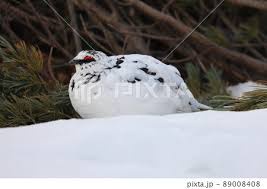 【画像】ワイ「たまには鳥さんの話しようや、ネット民の一番好きな鳥は？」 | 【画像】ワイ「たまには鳥さんの話しようや、ネット民の一番好きな鳥は？」 | 【画像】ワイ「たまには鳥さんの話しようや、ネット民の一番好きな鳥は？」 | 【画像】ワイ「たまには鳥さんの話しようや、ネット民の一番好きな鳥は？」 | 【画像】ワイ「たまには鳥さんの話しようや、ネット民の一番好きな鳥は？」 | 【画像】ワイ「たまには鳥さんの話しようや、ネット民の一番好きな鳥は？」 | 【画像】ワイ「たまには鳥さんの話しようや、ネット民の一番好きな鳥は？」 | 【画像】ワイ「たまには鳥さんの話しようや、ネット民の一番好きな鳥は？」 | やっちまった速報(画像27030609471764_8)