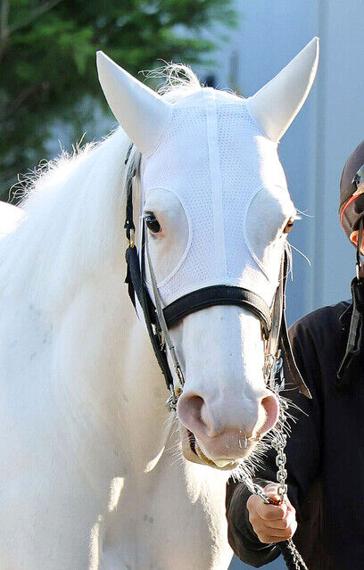 【衝撃】日本人の「パスポート保有率」、ついに限界突破してしまうｗｗｗｗｗｗ
 | やっちまった速報(最新記事2)