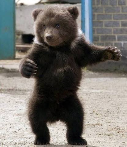 【朗報】ヒグマハンター、ついに勝利するｗｗｗｗｗｗｗｗ | 【朗報】ヒグマハンター、ついに勝利するｗｗｗｗｗｗｗｗ | やっちまった速報(画像28085512341620_2)