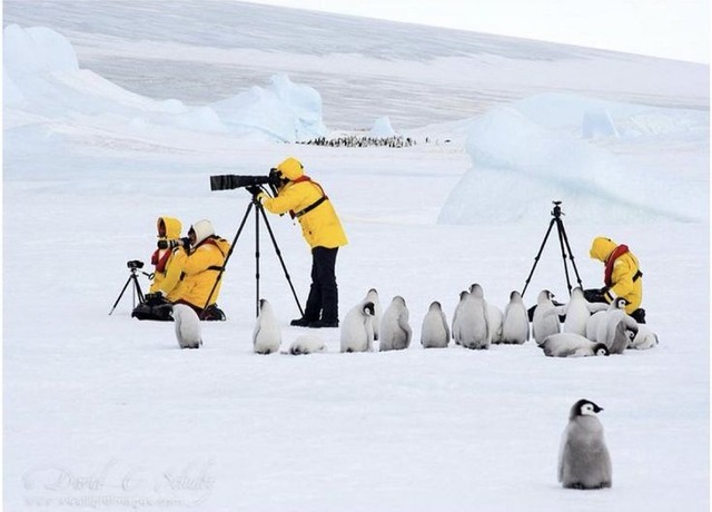 【謎】南極のペンギン、1日に1万回も4秒アレを繰り返していたｗｗｗｗｗ | 【謎】南極のペンギン、1日に1万回も4秒アレを繰り返していたｗｗｗｗｗ | 【謎】南極のペンギン、1日に1万回も4秒アレを繰り返していたｗｗｗｗｗ | 【謎】南極のペンギン、1日に1万回も4秒アレを繰り返していたｗｗｗｗｗ | やっちまった速報(画像28184423604659_4)