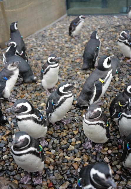 【謎】南極のペンギン、1日に1万回も4秒アレを繰り返していたｗｗｗｗｗ | 【謎】南極のペンギン、1日に1万回も4秒アレを繰り返していたｗｗｗｗｗ | 【謎】南極のペンギン、1日に1万回も4秒アレを繰り返していたｗｗｗｗｗ | 【謎】南極のペンギン、1日に1万回も4秒アレを繰り返していたｗｗｗｗｗ | 【謎】南極のペンギン、1日に1万回も4秒アレを繰り返していたｗｗｗｗｗ | 【謎】南極のペンギン、1日に1万回も4秒アレを繰り返していたｗｗｗｗｗ | やっちまった速報(画像28184424582724_6)