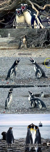 【謎】南極のペンギン、1日に1万回も4秒アレを繰り返していたｗｗｗｗｗ | 【謎】南極のペンギン、1日に1万回も4秒アレを繰り返していたｗｗｗｗｗ | 【謎】南極のペンギン、1日に1万回も4秒アレを繰り返していたｗｗｗｗｗ | 【謎】南極のペンギン、1日に1万回も4秒アレを繰り返していたｗｗｗｗｗ | 【謎】南極のペンギン、1日に1万回も4秒アレを繰り返していたｗｗｗｗｗ | 【謎】南極のペンギン、1日に1万回も4秒アレを繰り返していたｗｗｗｗｗ | 【謎】南極のペンギン、1日に1万回も4秒アレを繰り返していたｗｗｗｗｗ | やっちまった速報(画像28184425127618_7)