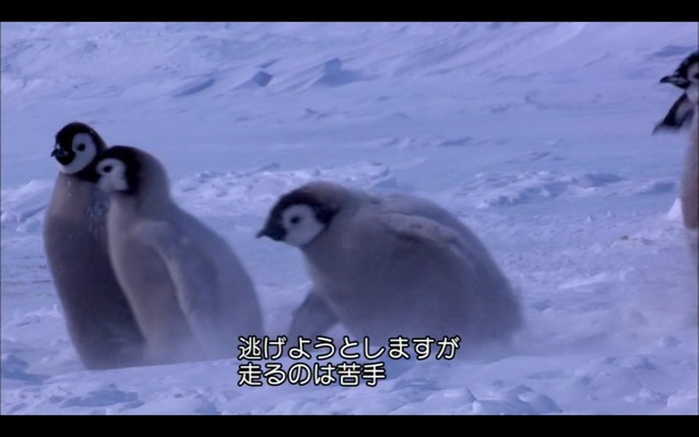 【謎】南極のペンギン、1日に1万回も4秒アレを繰り返していたｗｗｗｗｗ | 【謎】南極のペンギン、1日に1万回も4秒アレを繰り返していたｗｗｗｗｗ | 【謎】南極のペンギン、1日に1万回も4秒アレを繰り返していたｗｗｗｗｗ | 【謎】南極のペンギン、1日に1万回も4秒アレを繰り返していたｗｗｗｗｗ | 【謎】南極のペンギン、1日に1万回も4秒アレを繰り返していたｗｗｗｗｗ | 【謎】南極のペンギン、1日に1万回も4秒アレを繰り返していたｗｗｗｗｗ | 【謎】南極のペンギン、1日に1万回も4秒アレを繰り返していたｗｗｗｗｗ | 【謎】南極のペンギン、1日に1万回も4秒アレを繰り返していたｗｗｗｗｗ | やっちまった速報(画像28184425576216_8)