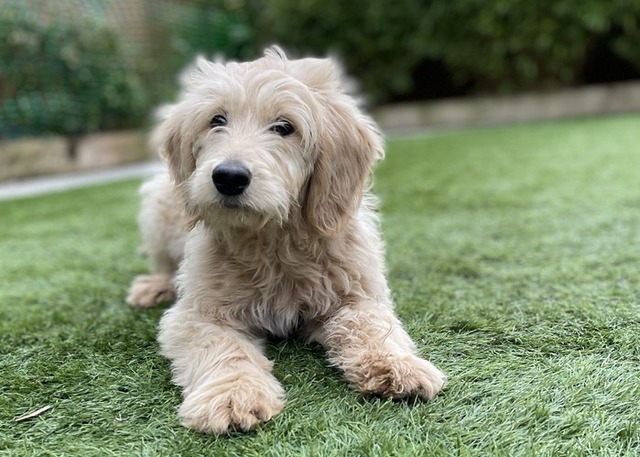 ワイ「ゴールデンレトリバー飼い始めた」お前ら「臭い」「すぐ死ぬ」　ワイ「ほーいw画像を貼るぞー」 | ワイ「ゴールデンレトリバー飼い始めた」お前ら「臭い」「すぐ死ぬ」　ワイ「ほーいw画像を貼るぞー」 | ワイ「ゴールデンレトリバー飼い始めた」お前ら「臭い」「すぐ死ぬ」　ワイ「ほーいw画像を貼るぞー」 | ワイ「ゴールデンレトリバー飼い始めた」お前ら「臭い」「すぐ死ぬ」　ワイ「ほーいw画像を貼るぞー」 | ワイ「ゴールデンレトリバー飼い始めた」お前ら「臭い」「すぐ死ぬ」　ワイ「ほーいw画像を貼るぞー」 | ワイ「ゴールデンレトリバー飼い始めた」お前ら「臭い」「すぐ死ぬ」　ワイ「ほーいw画像を貼るぞー」 | ワイ「ゴールデンレトリバー飼い始めた」お前ら「臭い」「すぐ死ぬ」　ワイ「ほーいw画像を貼るぞー」 | ワイ「ゴールデンレトリバー飼い始めた」お前ら「臭い」「すぐ死ぬ」　ワイ「ほーいw画像を貼るぞー」 | ワイ「ゴールデンレトリバー飼い始めた」お前ら「臭い」「すぐ死ぬ」　ワイ「ほーいw画像を貼るぞー」 | ワイ「ゴールデンレトリバー飼い始めた」お前ら「臭い」「すぐ死ぬ」　ワイ「ほーいw画像を貼るぞー」 | やっちまった速報(画像29014431478501_10)