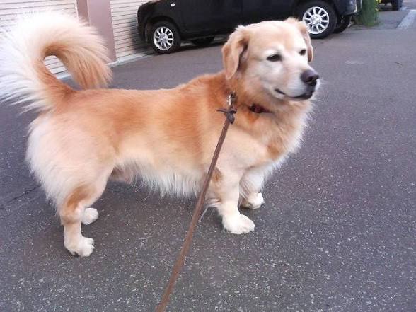 ワイ「ゴールデンレトリバー飼い始めた」お前ら「臭い」「すぐ死ぬ」　ワイ「ほーいw画像を貼るぞー」 | ワイ「ゴールデンレトリバー飼い始めた」お前ら「臭い」「すぐ死ぬ」　ワイ「ほーいw画像を貼るぞー」 | ワイ「ゴールデンレトリバー飼い始めた」お前ら「臭い」「すぐ死ぬ」　ワイ「ほーいw画像を貼るぞー」 | ワイ「ゴールデンレトリバー飼い始めた」お前ら「臭い」「すぐ死ぬ」　ワイ「ほーいw画像を貼るぞー」 | ワイ「ゴールデンレトリバー飼い始めた」お前ら「臭い」「すぐ死ぬ」　ワイ「ほーいw画像を貼るぞー」 | ワイ「ゴールデンレトリバー飼い始めた」お前ら「臭い」「すぐ死ぬ」　ワイ「ほーいw画像を貼るぞー」 | ワイ「ゴールデンレトリバー飼い始めた」お前ら「臭い」「すぐ死ぬ」　ワイ「ほーいw画像を貼るぞー」 | ワイ「ゴールデンレトリバー飼い始めた」お前ら「臭い」「すぐ死ぬ」　ワイ「ほーいw画像を貼るぞー」 | ワイ「ゴールデンレトリバー飼い始めた」お前ら「臭い」「すぐ死ぬ」　ワイ「ほーいw画像を貼るぞー」 | ワイ「ゴールデンレトリバー飼い始めた」お前ら「臭い」「すぐ死ぬ」　ワイ「ほーいw画像を貼るぞー」 | ワイ「ゴールデンレトリバー飼い始めた」お前ら「臭い」「すぐ死ぬ」　ワイ「ほーいw画像を貼るぞー」 | ワイ「ゴールデンレトリバー飼い始めた」お前ら「臭い」「すぐ死ぬ」　ワイ「ほーいw画像を貼るぞー」 | ワイ「ゴールデンレトリバー飼い始めた」お前ら「臭い」「すぐ死ぬ」　ワイ「ほーいw画像を貼るぞー」 | やっちまった速報(画像29014432878913_13)