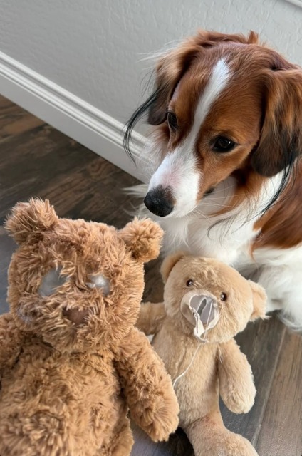 ワイ「ゴールデンレトリバー飼い始めた」お前ら「臭い」「すぐ死ぬ」　ワイ「ほーいw画像を貼るぞー」 | ワイ「ゴールデンレトリバー飼い始めた」お前ら「臭い」「すぐ死ぬ」　ワイ「ほーいw画像を貼るぞー」 | ワイ「ゴールデンレトリバー飼い始めた」お前ら「臭い」「すぐ死ぬ」　ワイ「ほーいw画像を貼るぞー」 | ワイ「ゴールデンレトリバー飼い始めた」お前ら「臭い」「すぐ死ぬ」　ワイ「ほーいw画像を貼るぞー」 | ワイ「ゴールデンレトリバー飼い始めた」お前ら「臭い」「すぐ死ぬ」　ワイ「ほーいw画像を貼るぞー」 | ワイ「ゴールデンレトリバー飼い始めた」お前ら「臭い」「すぐ死ぬ」　ワイ「ほーいw画像を貼るぞー」 | ワイ「ゴールデンレトリバー飼い始めた」お前ら「臭い」「すぐ死ぬ」　ワイ「ほーいw画像を貼るぞー」 | ワイ「ゴールデンレトリバー飼い始めた」お前ら「臭い」「すぐ死ぬ」　ワイ「ほーいw画像を貼るぞー」 | ワイ「ゴールデンレトリバー飼い始めた」お前ら「臭い」「すぐ死ぬ」　ワイ「ほーいw画像を貼るぞー」 | ワイ「ゴールデンレトリバー飼い始めた」お前ら「臭い」「すぐ死ぬ」　ワイ「ほーいw画像を貼るぞー」 | ワイ「ゴールデンレトリバー飼い始めた」お前ら「臭い」「すぐ死ぬ」　ワイ「ほーいw画像を貼るぞー」 | ワイ「ゴールデンレトリバー飼い始めた」お前ら「臭い」「すぐ死ぬ」　ワイ「ほーいw画像を貼るぞー」 | ワイ「ゴールデンレトリバー飼い始めた」お前ら「臭い」「すぐ死ぬ」　ワイ「ほーいw画像を貼るぞー」 | ワイ「ゴールデンレトリバー飼い始めた」お前ら「臭い」「すぐ死ぬ」　ワイ「ほーいw画像を貼るぞー」 | ワイ「ゴールデンレトリバー飼い始めた」お前ら「臭い」「すぐ死ぬ」　ワイ「ほーいw画像を貼るぞー」 | ワイ「ゴールデンレトリバー飼い始めた」お前ら「臭い」「すぐ死ぬ」　ワイ「ほーいw画像を貼るぞー」 | ワイ「ゴールデンレトリバー飼い始めた」お前ら「臭い」「すぐ死ぬ」　ワイ「ほーいw画像を貼るぞー」 | ワイ「ゴールデンレトリバー飼い始めた」お前ら「臭い」「すぐ死ぬ」　ワイ「ほーいw画像を貼るぞー」 | やっちまった速報(画像29014435190902_18)