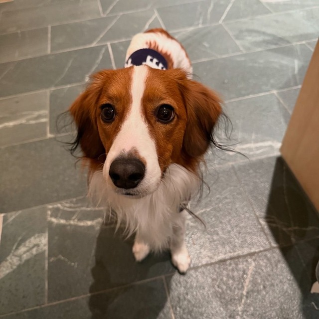 ワイ「ゴールデンレトリバー飼い始めた」お前ら「臭い」「すぐ死ぬ」　ワイ「ほーいw画像を貼るぞー」 | ワイ「ゴールデンレトリバー飼い始めた」お前ら「臭い」「すぐ死ぬ」　ワイ「ほーいw画像を貼るぞー」 | ワイ「ゴールデンレトリバー飼い始めた」お前ら「臭い」「すぐ死ぬ」　ワイ「ほーいw画像を貼るぞー」 | ワイ「ゴールデンレトリバー飼い始めた」お前ら「臭い」「すぐ死ぬ」　ワイ「ほーいw画像を貼るぞー」 | ワイ「ゴールデンレトリバー飼い始めた」お前ら「臭い」「すぐ死ぬ」　ワイ「ほーいw画像を貼るぞー」 | ワイ「ゴールデンレトリバー飼い始めた」お前ら「臭い」「すぐ死ぬ」　ワイ「ほーいw画像を貼るぞー」 | ワイ「ゴールデンレトリバー飼い始めた」お前ら「臭い」「すぐ死ぬ」　ワイ「ほーいw画像を貼るぞー」 | ワイ「ゴールデンレトリバー飼い始めた」お前ら「臭い」「すぐ死ぬ」　ワイ「ほーいw画像を貼るぞー」 | ワイ「ゴールデンレトリバー飼い始めた」お前ら「臭い」「すぐ死ぬ」　ワイ「ほーいw画像を貼るぞー」 | ワイ「ゴールデンレトリバー飼い始めた」お前ら「臭い」「すぐ死ぬ」　ワイ「ほーいw画像を貼るぞー」 | ワイ「ゴールデンレトリバー飼い始めた」お前ら「臭い」「すぐ死ぬ」　ワイ「ほーいw画像を貼るぞー」 | ワイ「ゴールデンレトリバー飼い始めた」お前ら「臭い」「すぐ死ぬ」　ワイ「ほーいw画像を貼るぞー」 | ワイ「ゴールデンレトリバー飼い始めた」お前ら「臭い」「すぐ死ぬ」　ワイ「ほーいw画像を貼るぞー」 | ワイ「ゴールデンレトリバー飼い始めた」お前ら「臭い」「すぐ死ぬ」　ワイ「ほーいw画像を貼るぞー」 | ワイ「ゴールデンレトリバー飼い始めた」お前ら「臭い」「すぐ死ぬ」　ワイ「ほーいw画像を貼るぞー」 | ワイ「ゴールデンレトリバー飼い始めた」お前ら「臭い」「すぐ死ぬ」　ワイ「ほーいw画像を貼るぞー」 | ワイ「ゴールデンレトリバー飼い始めた」お前ら「臭い」「すぐ死ぬ」　ワイ「ほーいw画像を貼るぞー」 | ワイ「ゴールデンレトリバー飼い始めた」お前ら「臭い」「すぐ死ぬ」　ワイ「ほーいw画像を貼るぞー」 | ワイ「ゴールデンレトリバー飼い始めた」お前ら「臭い」「すぐ死ぬ」　ワイ「ほーいw画像を貼るぞー」 | やっちまった速報(画像29014435674645_19)