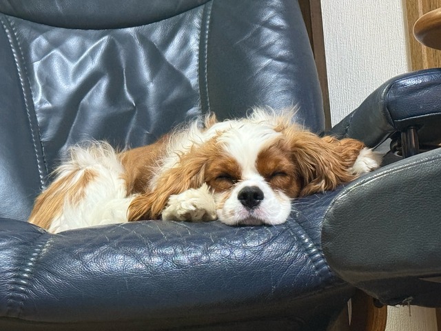 ワイ「ゴールデンレトリバー飼い始めた」お前ら「臭い」「すぐ死ぬ」　ワイ「ほーいw画像を貼るぞー」 | ワイ「ゴールデンレトリバー飼い始めた」お前ら「臭い」「すぐ死ぬ」　ワイ「ほーいw画像を貼るぞー」 | ワイ「ゴールデンレトリバー飼い始めた」お前ら「臭い」「すぐ死ぬ」　ワイ「ほーいw画像を貼るぞー」 | ワイ「ゴールデンレトリバー飼い始めた」お前ら「臭い」「すぐ死ぬ」　ワイ「ほーいw画像を貼るぞー」 | ワイ「ゴールデンレトリバー飼い始めた」お前ら「臭い」「すぐ死ぬ」　ワイ「ほーいw画像を貼るぞー」 | ワイ「ゴールデンレトリバー飼い始めた」お前ら「臭い」「すぐ死ぬ」　ワイ「ほーいw画像を貼るぞー」 | ワイ「ゴールデンレトリバー飼い始めた」お前ら「臭い」「すぐ死ぬ」　ワイ「ほーいw画像を貼るぞー」 | ワイ「ゴールデンレトリバー飼い始めた」お前ら「臭い」「すぐ死ぬ」　ワイ「ほーいw画像を貼るぞー」 | ワイ「ゴールデンレトリバー飼い始めた」お前ら「臭い」「すぐ死ぬ」　ワイ「ほーいw画像を貼るぞー」 | ワイ「ゴールデンレトリバー飼い始めた」お前ら「臭い」「すぐ死ぬ」　ワイ「ほーいw画像を貼るぞー」 | ワイ「ゴールデンレトリバー飼い始めた」お前ら「臭い」「すぐ死ぬ」　ワイ「ほーいw画像を貼るぞー」 | ワイ「ゴールデンレトリバー飼い始めた」お前ら「臭い」「すぐ死ぬ」　ワイ「ほーいw画像を貼るぞー」 | ワイ「ゴールデンレトリバー飼い始めた」お前ら「臭い」「すぐ死ぬ」　ワイ「ほーいw画像を貼るぞー」 | ワイ「ゴールデンレトリバー飼い始めた」お前ら「臭い」「すぐ死ぬ」　ワイ「ほーいw画像を貼るぞー」 | ワイ「ゴールデンレトリバー飼い始めた」お前ら「臭い」「すぐ死ぬ」　ワイ「ほーいw画像を貼るぞー」 | ワイ「ゴールデンレトリバー飼い始めた」お前ら「臭い」「すぐ死ぬ」　ワイ「ほーいw画像を貼るぞー」 | ワイ「ゴールデンレトリバー飼い始めた」お前ら「臭い」「すぐ死ぬ」　ワイ「ほーいw画像を貼るぞー」 | ワイ「ゴールデンレトリバー飼い始めた」お前ら「臭い」「すぐ死ぬ」　ワイ「ほーいw画像を貼るぞー」 | ワイ「ゴールデンレトリバー飼い始めた」お前ら「臭い」「すぐ死ぬ」　ワイ「ほーいw画像を貼るぞー」 | ワイ「ゴールデンレトリバー飼い始めた」お前ら「臭い」「すぐ死ぬ」　ワイ「ほーいw画像を貼るぞー」 | ワイ「ゴールデンレトリバー飼い始めた」お前ら「臭い」「すぐ死ぬ」　ワイ「ほーいw画像を貼るぞー」 | ワイ「ゴールデンレトリバー飼い始めた」お前ら「臭い」「すぐ死ぬ」　ワイ「ほーいw画像を貼るぞー」 | やっちまった速報(画像29014437132854_22)