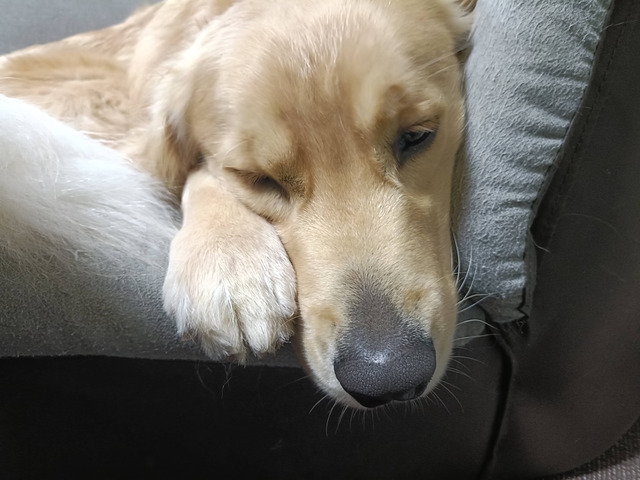 ワイ「ゴールデンレトリバー飼い始めた」お前ら「臭い」「すぐ死ぬ」　ワイ「ほーいw画像を貼るぞー」 | ワイ「ゴールデンレトリバー飼い始めた」お前ら「臭い」「すぐ死ぬ」　ワイ「ほーいw画像を貼るぞー」 | ワイ「ゴールデンレトリバー飼い始めた」お前ら「臭い」「すぐ死ぬ」　ワイ「ほーいw画像を貼るぞー」 | ワイ「ゴールデンレトリバー飼い始めた」お前ら「臭い」「すぐ死ぬ」　ワイ「ほーいw画像を貼るぞー」 | ワイ「ゴールデンレトリバー飼い始めた」お前ら「臭い」「すぐ死ぬ」　ワイ「ほーいw画像を貼るぞー」 | ワイ「ゴールデンレトリバー飼い始めた」お前ら「臭い」「すぐ死ぬ」　ワイ「ほーいw画像を貼るぞー」 | ワイ「ゴールデンレトリバー飼い始めた」お前ら「臭い」「すぐ死ぬ」　ワイ「ほーいw画像を貼るぞー」 | ワイ「ゴールデンレトリバー飼い始めた」お前ら「臭い」「すぐ死ぬ」　ワイ「ほーいw画像を貼るぞー」 | ワイ「ゴールデンレトリバー飼い始めた」お前ら「臭い」「すぐ死ぬ」　ワイ「ほーいw画像を貼るぞー」 | ワイ「ゴールデンレトリバー飼い始めた」お前ら「臭い」「すぐ死ぬ」　ワイ「ほーいw画像を貼るぞー」 | ワイ「ゴールデンレトリバー飼い始めた」お前ら「臭い」「すぐ死ぬ」　ワイ「ほーいw画像を貼るぞー」 | ワイ「ゴールデンレトリバー飼い始めた」お前ら「臭い」「すぐ死ぬ」　ワイ「ほーいw画像を貼るぞー」 | ワイ「ゴールデンレトリバー飼い始めた」お前ら「臭い」「すぐ死ぬ」　ワイ「ほーいw画像を貼るぞー」 | ワイ「ゴールデンレトリバー飼い始めた」お前ら「臭い」「すぐ死ぬ」　ワイ「ほーいw画像を貼るぞー」 | ワイ「ゴールデンレトリバー飼い始めた」お前ら「臭い」「すぐ死ぬ」　ワイ「ほーいw画像を貼るぞー」 | ワイ「ゴールデンレトリバー飼い始めた」お前ら「臭い」「すぐ死ぬ」　ワイ「ほーいw画像を貼るぞー」 | ワイ「ゴールデンレトリバー飼い始めた」お前ら「臭い」「すぐ死ぬ」　ワイ「ほーいw画像を貼るぞー」 | ワイ「ゴールデンレトリバー飼い始めた」お前ら「臭い」「すぐ死ぬ」　ワイ「ほーいw画像を貼るぞー」 | ワイ「ゴールデンレトリバー飼い始めた」お前ら「臭い」「すぐ死ぬ」　ワイ「ほーいw画像を貼るぞー」 | ワイ「ゴールデンレトリバー飼い始めた」お前ら「臭い」「すぐ死ぬ」　ワイ「ほーいw画像を貼るぞー」 | ワイ「ゴールデンレトリバー飼い始めた」お前ら「臭い」「すぐ死ぬ」　ワイ「ほーいw画像を貼るぞー」 | ワイ「ゴールデンレトリバー飼い始めた」お前ら「臭い」「すぐ死ぬ」　ワイ「ほーいw画像を貼るぞー」 | ワイ「ゴールデンレトリバー飼い始めた」お前ら「臭い」「すぐ死ぬ」　ワイ「ほーいw画像を貼るぞー」 | やっちまった速報(画像29014437613737_23)