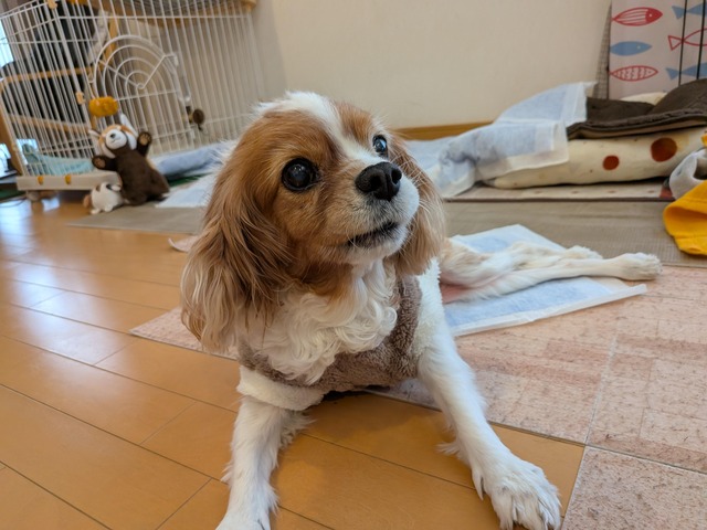 ワイ「ゴールデンレトリバー飼い始めた」お前ら「臭い」「すぐ死ぬ」　ワイ「ほーいw画像を貼るぞー」 | ワイ「ゴールデンレトリバー飼い始めた」お前ら「臭い」「すぐ死ぬ」　ワイ「ほーいw画像を貼るぞー」 | ワイ「ゴールデンレトリバー飼い始めた」お前ら「臭い」「すぐ死ぬ」　ワイ「ほーいw画像を貼るぞー」 | ワイ「ゴールデンレトリバー飼い始めた」お前ら「臭い」「すぐ死ぬ」　ワイ「ほーいw画像を貼るぞー」 | ワイ「ゴールデンレトリバー飼い始めた」お前ら「臭い」「すぐ死ぬ」　ワイ「ほーいw画像を貼るぞー」 | ワイ「ゴールデンレトリバー飼い始めた」お前ら「臭い」「すぐ死ぬ」　ワイ「ほーいw画像を貼るぞー」 | ワイ「ゴールデンレトリバー飼い始めた」お前ら「臭い」「すぐ死ぬ」　ワイ「ほーいw画像を貼るぞー」 | ワイ「ゴールデンレトリバー飼い始めた」お前ら「臭い」「すぐ死ぬ」　ワイ「ほーいw画像を貼るぞー」 | ワイ「ゴールデンレトリバー飼い始めた」お前ら「臭い」「すぐ死ぬ」　ワイ「ほーいw画像を貼るぞー」 | ワイ「ゴールデンレトリバー飼い始めた」お前ら「臭い」「すぐ死ぬ」　ワイ「ほーいw画像を貼るぞー」 | ワイ「ゴールデンレトリバー飼い始めた」お前ら「臭い」「すぐ死ぬ」　ワイ「ほーいw画像を貼るぞー」 | ワイ「ゴールデンレトリバー飼い始めた」お前ら「臭い」「すぐ死ぬ」　ワイ「ほーいw画像を貼るぞー」 | ワイ「ゴールデンレトリバー飼い始めた」お前ら「臭い」「すぐ死ぬ」　ワイ「ほーいw画像を貼るぞー」 | ワイ「ゴールデンレトリバー飼い始めた」お前ら「臭い」「すぐ死ぬ」　ワイ「ほーいw画像を貼るぞー」 | ワイ「ゴールデンレトリバー飼い始めた」お前ら「臭い」「すぐ死ぬ」　ワイ「ほーいw画像を貼るぞー」 | ワイ「ゴールデンレトリバー飼い始めた」お前ら「臭い」「すぐ死ぬ」　ワイ「ほーいw画像を貼るぞー」 | ワイ「ゴールデンレトリバー飼い始めた」お前ら「臭い」「すぐ死ぬ」　ワイ「ほーいw画像を貼るぞー」 | ワイ「ゴールデンレトリバー飼い始めた」お前ら「臭い」「すぐ死ぬ」　ワイ「ほーいw画像を貼るぞー」 | ワイ「ゴールデンレトリバー飼い始めた」お前ら「臭い」「すぐ死ぬ」　ワイ「ほーいw画像を貼るぞー」 | ワイ「ゴールデンレトリバー飼い始めた」お前ら「臭い」「すぐ死ぬ」　ワイ「ほーいw画像を貼るぞー」 | ワイ「ゴールデンレトリバー飼い始めた」お前ら「臭い」「すぐ死ぬ」　ワイ「ほーいw画像を貼るぞー」 | ワイ「ゴールデンレトリバー飼い始めた」お前ら「臭い」「すぐ死ぬ」　ワイ「ほーいw画像を貼るぞー」 | ワイ「ゴールデンレトリバー飼い始めた」お前ら「臭い」「すぐ死ぬ」　ワイ「ほーいw画像を貼るぞー」 | ワイ「ゴールデンレトリバー飼い始めた」お前ら「臭い」「すぐ死ぬ」　ワイ「ほーいw画像を貼るぞー」 | やっちまった速報(画像29014438155782_24)