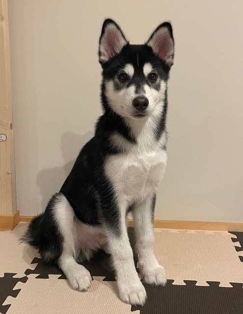 ワイ「ゴールデンレトリバー飼い始めた」お前ら「臭い」「すぐ死ぬ」　ワイ「ほーいw画像を貼るぞー」 | ワイ「ゴールデンレトリバー飼い始めた」お前ら「臭い」「すぐ死ぬ」　ワイ「ほーいw画像を貼るぞー」 | ワイ「ゴールデンレトリバー飼い始めた」お前ら「臭い」「すぐ死ぬ」　ワイ「ほーいw画像を貼るぞー」 | ワイ「ゴールデンレトリバー飼い始めた」お前ら「臭い」「すぐ死ぬ」　ワイ「ほーいw画像を貼るぞー」 | ワイ「ゴールデンレトリバー飼い始めた」お前ら「臭い」「すぐ死ぬ」　ワイ「ほーいw画像を貼るぞー」 | ワイ「ゴールデンレトリバー飼い始めた」お前ら「臭い」「すぐ死ぬ」　ワイ「ほーいw画像を貼るぞー」 | やっちまった速報(画像29014429548784_6)