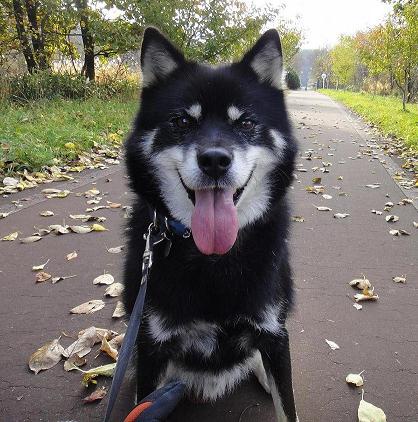 ワイ「ゴールデンレトリバー飼い始めた」お前ら「臭い」「すぐ死ぬ」　ワイ「ほーいw画像を貼るぞー」 | ワイ「ゴールデンレトリバー飼い始めた」お前ら「臭い」「すぐ死ぬ」　ワイ「ほーいw画像を貼るぞー」 | ワイ「ゴールデンレトリバー飼い始めた」お前ら「臭い」「すぐ死ぬ」　ワイ「ほーいw画像を貼るぞー」 | ワイ「ゴールデンレトリバー飼い始めた」お前ら「臭い」「すぐ死ぬ」　ワイ「ほーいw画像を貼るぞー」 | ワイ「ゴールデンレトリバー飼い始めた」お前ら「臭い」「すぐ死ぬ」　ワイ「ほーいw画像を貼るぞー」 | ワイ「ゴールデンレトリバー飼い始めた」お前ら「臭い」「すぐ死ぬ」　ワイ「ほーいw画像を貼るぞー」 | ワイ「ゴールデンレトリバー飼い始めた」お前ら「臭い」「すぐ死ぬ」　ワイ「ほーいw画像を貼るぞー」 | やっちまった速報(画像29014430038010_7)