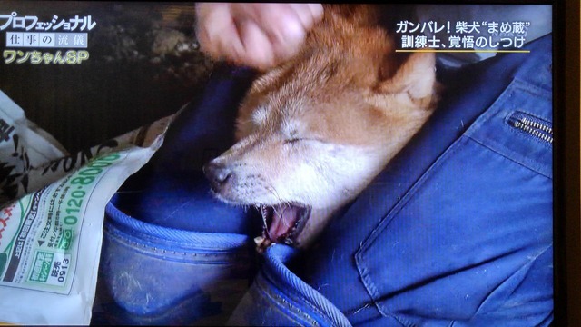 【閲覧注意】中華女、噛み付いてきた芝犬をボコボコにしてしまう・・・・ | 【閲覧注意】中華女、噛み付いてきた芝犬をボコボコにしてしまう・・・・ | やっちまった速報(画像09050051135601_2)