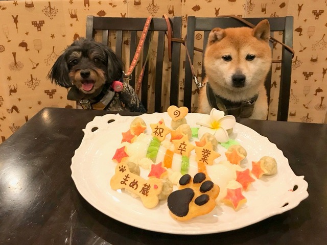 【閲覧注意】中華女、噛み付いてきた芝犬をボコボコにしてしまう・・・・ | 【閲覧注意】中華女、噛み付いてきた芝犬をボコボコにしてしまう・・・・ | 【閲覧注意】中華女、噛み付いてきた芝犬をボコボコにしてしまう・・・・ | やっちまった速報(画像09050051945605_3) 【閲覧注意】中華女、噛み付いてきた芝犬をボコボコにしてしまう・・・・ | 【閲覧注意】中華女、噛み付いてきた芝犬をボコボコにしてしまう・・・・ | 【閲覧注意】中華女、噛み付いてきた芝犬をボコボコにしてしまう・・・・ | やっちまった速報(画像09050051945605_3)