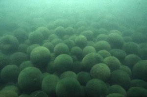 【閲覧注意】アニサキス入りのボールペン、高知県発大ブームの兆しｗｗｗｗｗｗｗｗ | 【閲覧注意】アニサキス入りのボールペン、高知県発大ブームの兆しｗｗｗｗｗｗｗｗ | 【閲覧注意】アニサキス入りのボールペン、高知県発大ブームの兆しｗｗｗｗｗｗｗｗ | 【閲覧注意】アニサキス入りのボールペン、高知県発大ブームの兆しｗｗｗｗｗｗｗｗ | 【閲覧注意】アニサキス入りのボールペン、高知県発大ブームの兆しｗｗｗｗｗｗｗｗ | やっちまった速報(画像09125116978984_5)