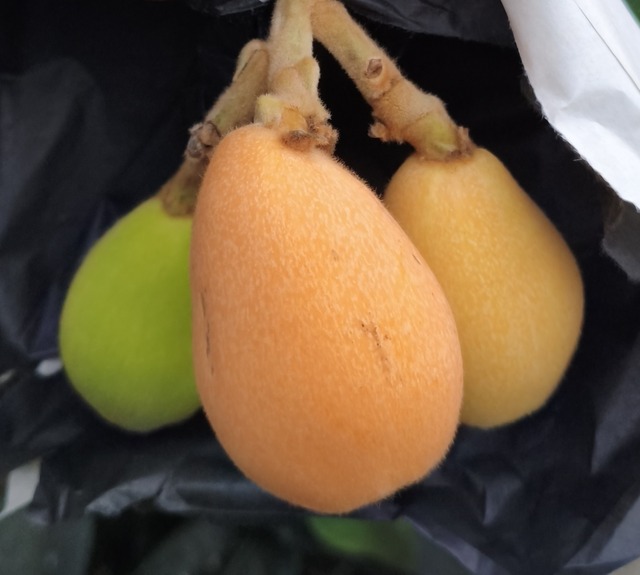 【悲報】日本人の「フルーツ離れ」ガチで深刻になる・・・・・ | 【悲報】日本人の「フルーツ離れ」ガチで深刻になる・・・・・ | 【悲報】日本人の「フルーツ離れ」ガチで深刻になる・・・・・ | やっちまった速報(画像17012347954121_3)