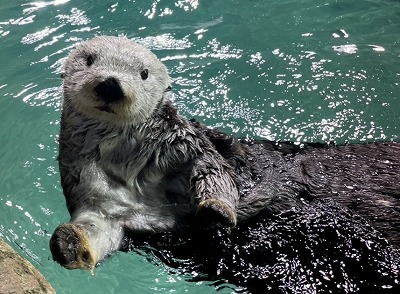 【朗報】わいしょう、スロット5000枚当たり
 | やっちまった速報(ピックアップ7)