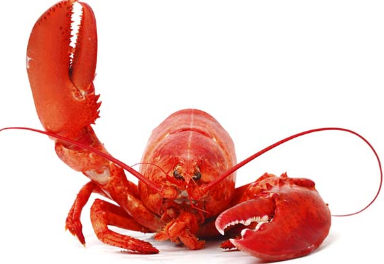 正直、Cコース替わりクソじゃね？
 | やっちまった速報(最新記事4)