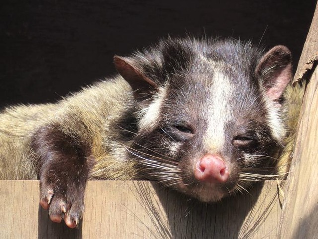 【画像】イタチとかいう動物を見たことあるやつ、存在しないww | 【画像】イタチとかいう動物を見たことあるやつ、存在しないww | 【画像】イタチとかいう動物を見たことあるやつ、存在しないww | 【画像】イタチとかいう動物を見たことあるやつ、存在しないww | 【画像】イタチとかいう動物を見たことあるやつ、存在しないww | 【画像】イタチとかいう動物を見たことあるやつ、存在しないww | 【画像】イタチとかいう動物を見たことあるやつ、存在しないww | 【画像】イタチとかいう動物を見たことあるやつ、存在しないww | 【画像】イタチとかいう動物を見たことあるやつ、存在しないww | 【画像】イタチとかいう動物を見たことあるやつ、存在しないww | やっちまった速報(画像24042528341933_10)